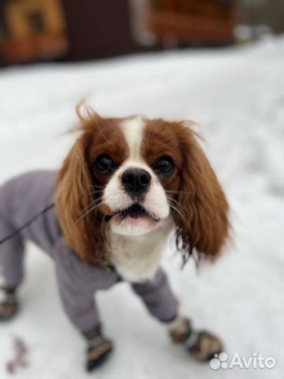 Вязка Кавалер Кинг чарльз спаниель
