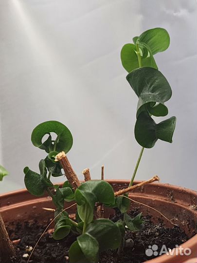 Фикус курчавый