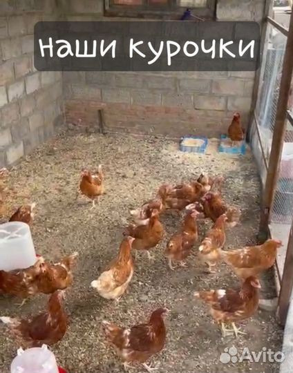 Домашние куриные яйца