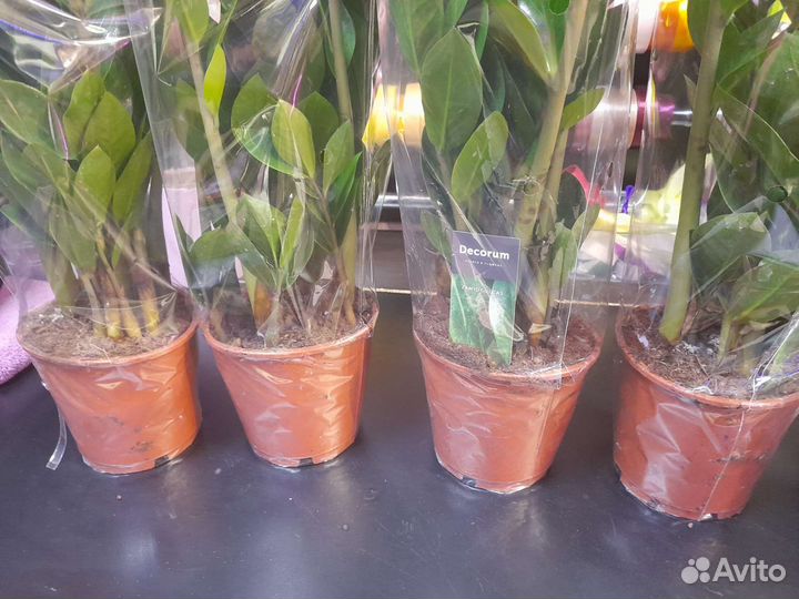 Замиокулькасы большие с доставкой