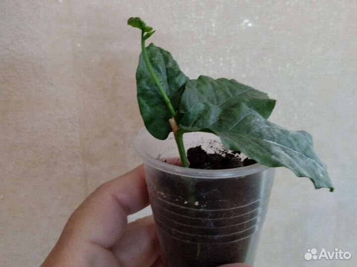 Экзоты продолжение