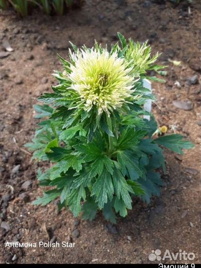 Многолетние цветы для сада