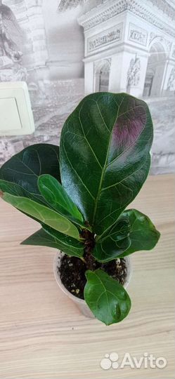 Фикус лирата бамбино