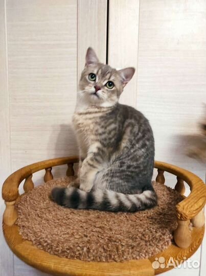 Очаровательный котик ищет семью