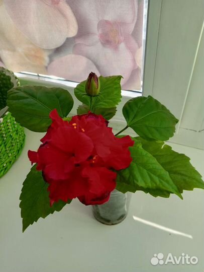 Гибискус махровый красный