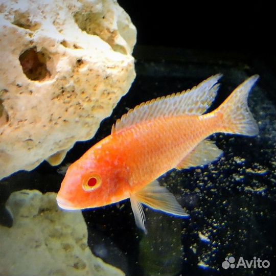 Акара бирюзовая