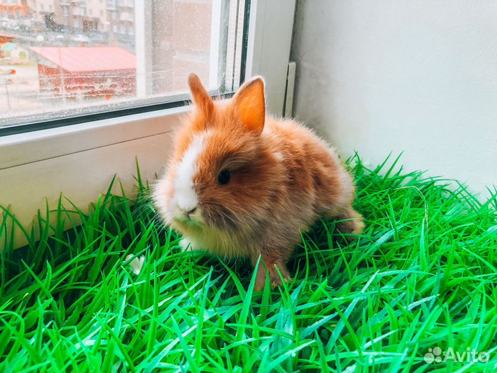 Карликовый кролик - очень редкий