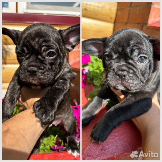 Французский бульдог