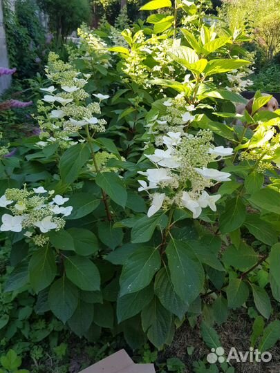 Гортензия метельчатая