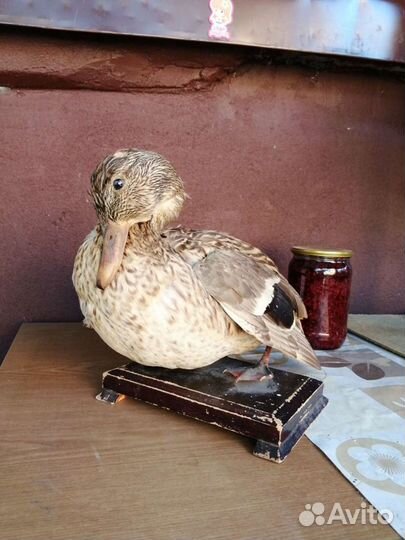 Чучело утки. СССР