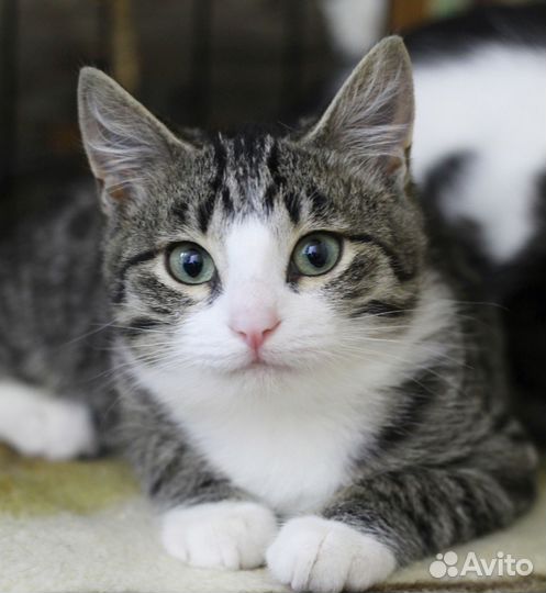 Котенок Славик