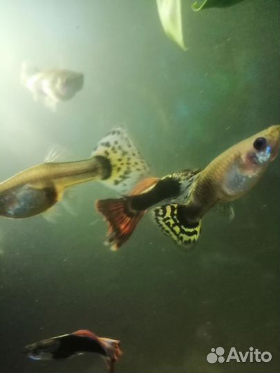 Рыбки гуппи