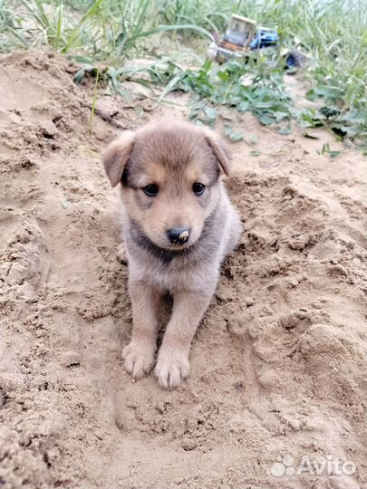 Маленькие собачки в добрые руки