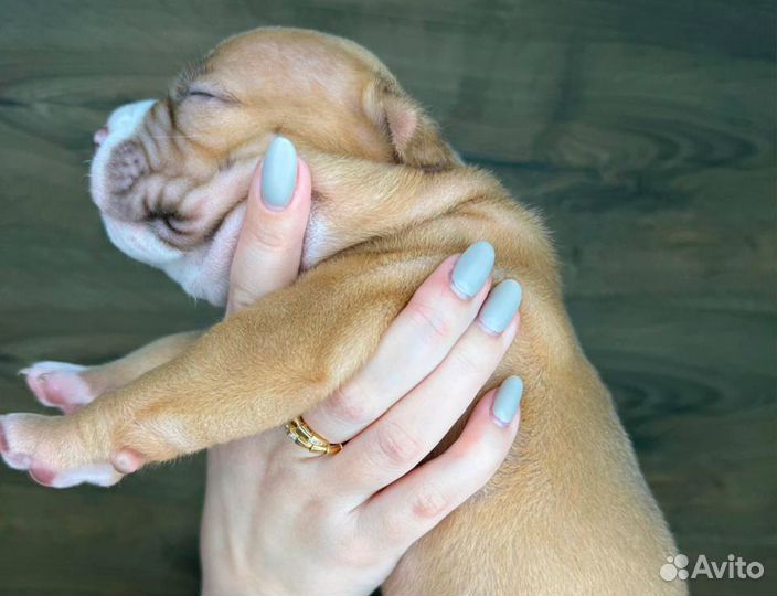 Американский булли щенок мальчик