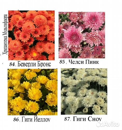 Рассада многолетних садовых цветов