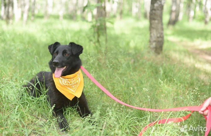 Собака ищет семью