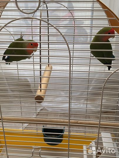 Попугай неразлучники