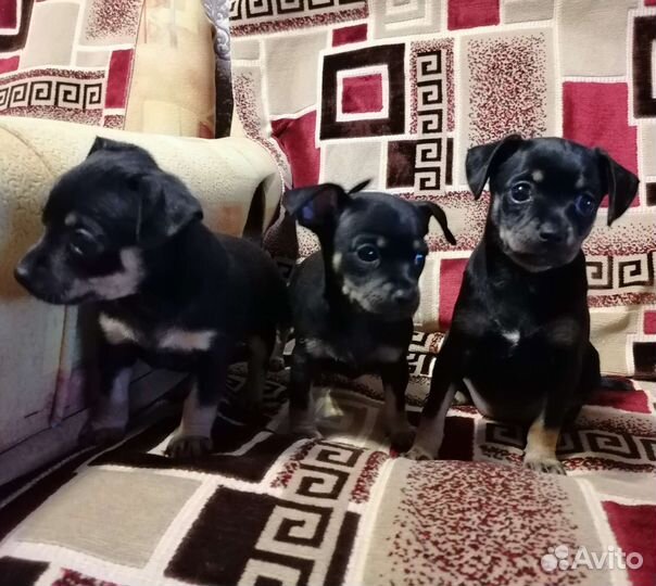 Мини той-терьер щенки