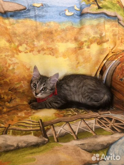 Отдам котика супер -3 мес