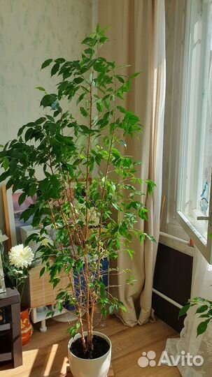 Фикус наташа