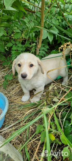 Щенки коротколапики в дар
