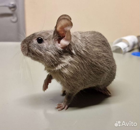 Дегу чилийская белка девочка