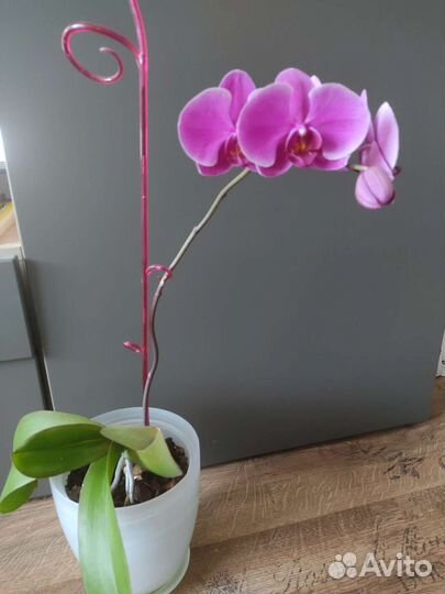 Орхидея Фаленопсис