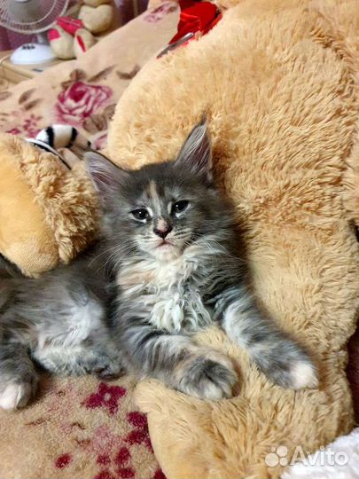 Котята мейн-кун