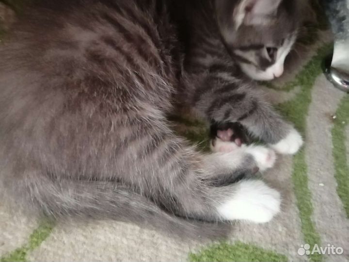 Бесплатно отдам котёнка в хорошие руки