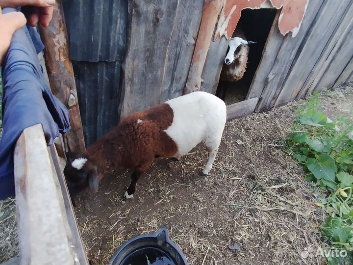 Дорпер F4 (баранчик) и ярочки F1