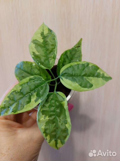 Растения комнатные