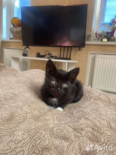 Котята черные в добрые руки
