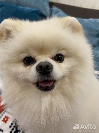 Вязка. Кобель. Померанский шпиц