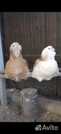 Инкубационное яйцо породы- Фавероль лосось