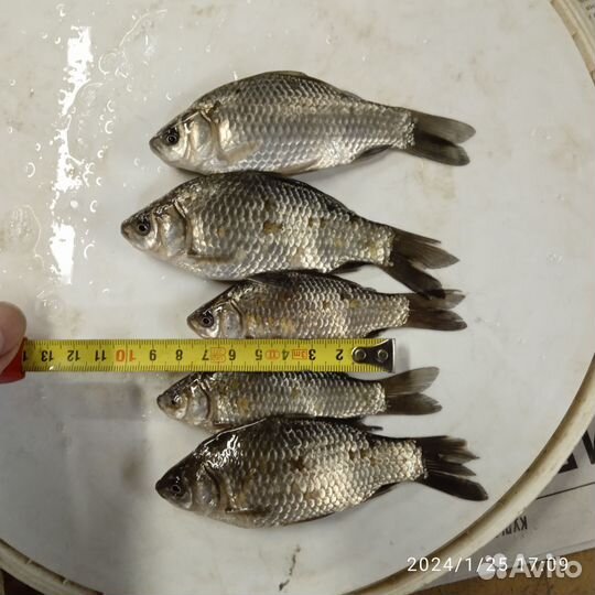 Живец для зарыбление водоёма