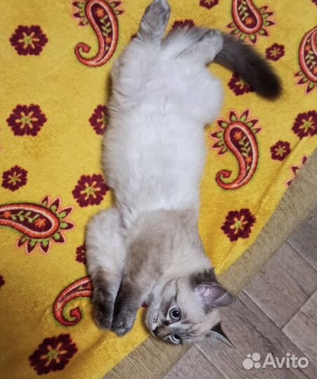 Котенок