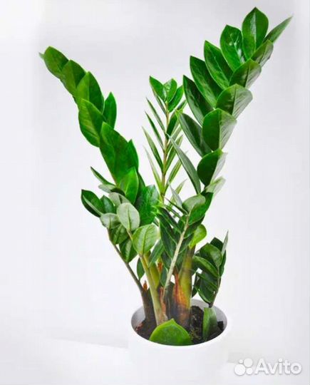 Замиокулькас (лист), см.описание