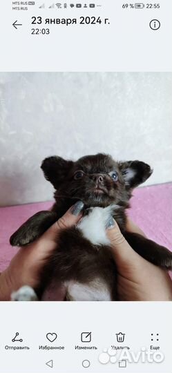 Щенки чихуахуа мини