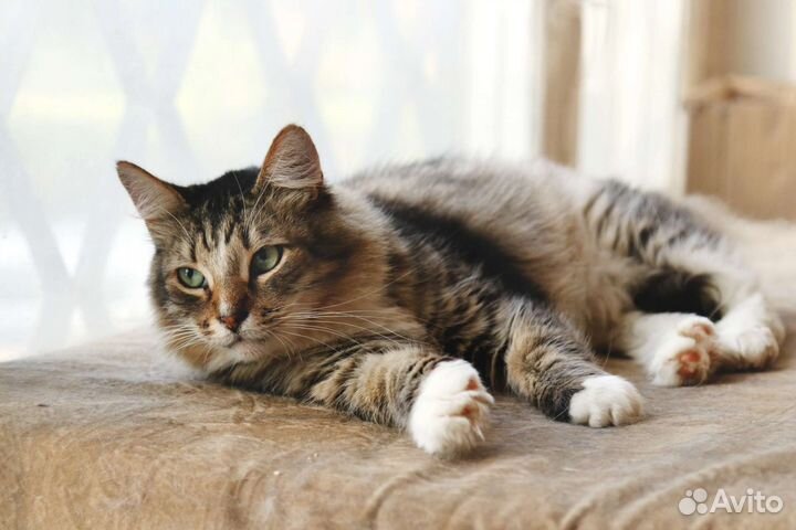 Котик в добрые руки