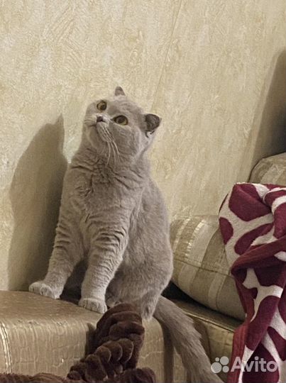 Отдам кошку