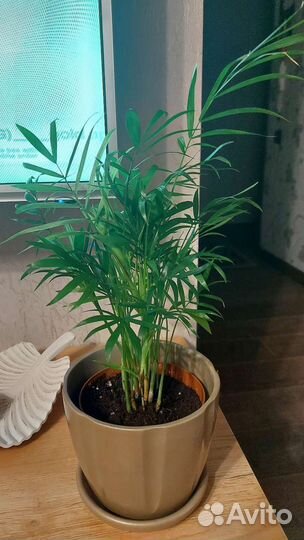 Пальма хамедорея