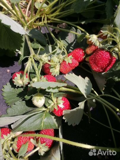 Рассада клубники