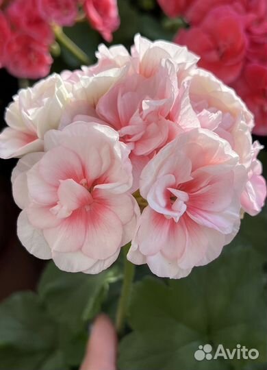 Пеларгония герань сортовая