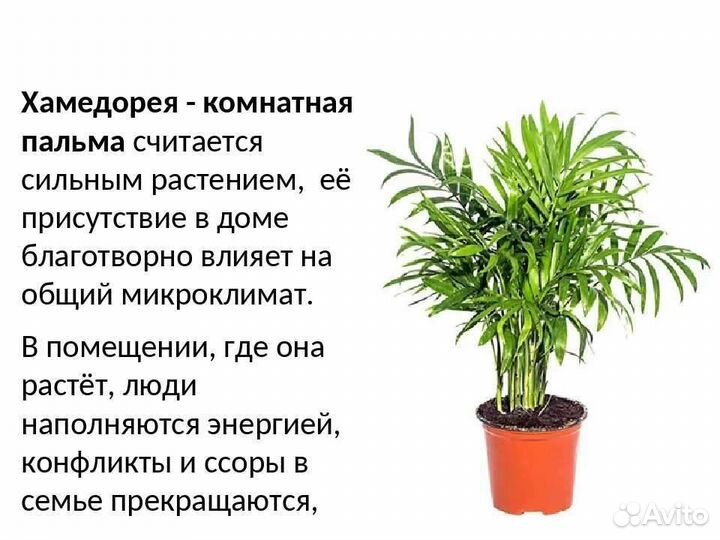 Пальма хамедорея