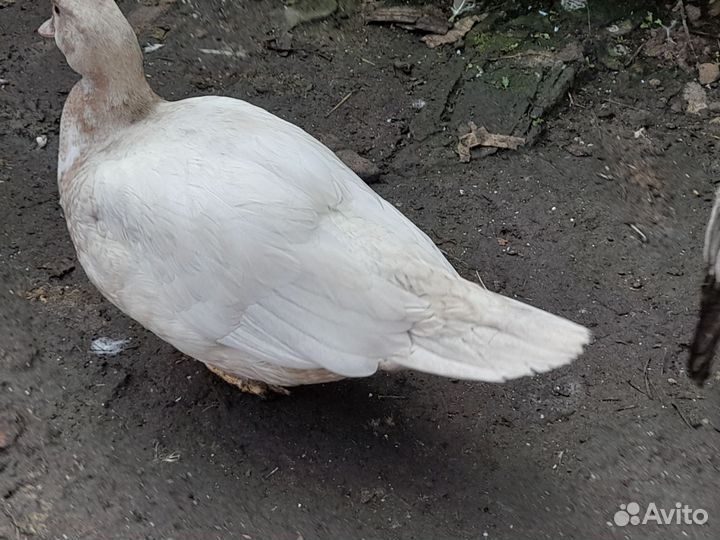 Индоутки мускусные тяжёлая линия