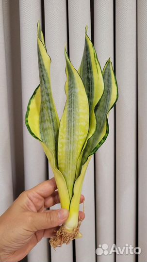 Сансевиерия новые гибриды