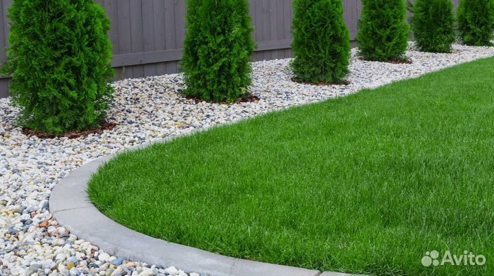 Газонная трава Карликовая