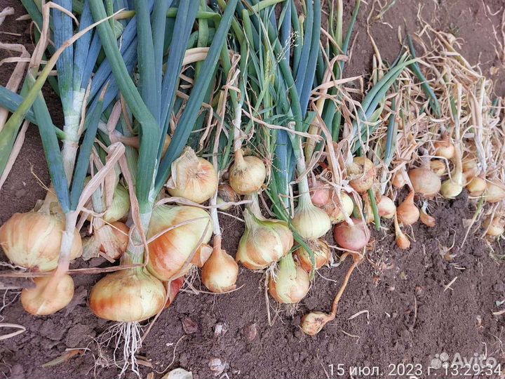 Лук на перо