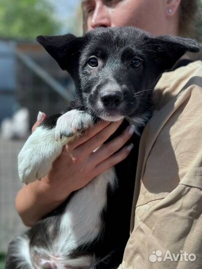 Маленький милый щеночек ищет дом