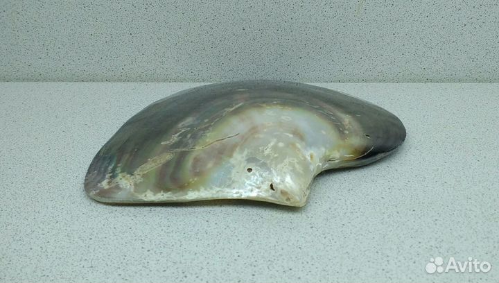 Лип Черный 13,5*12,7 морская ракушка раковина